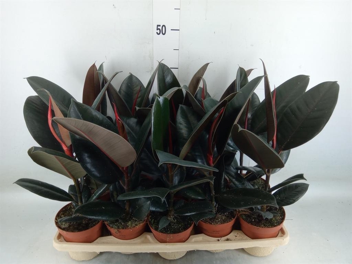<h4>Ficus elastica 'Abidjan'</h4>