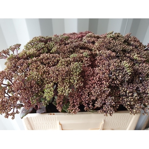 SEDUM MATRONA