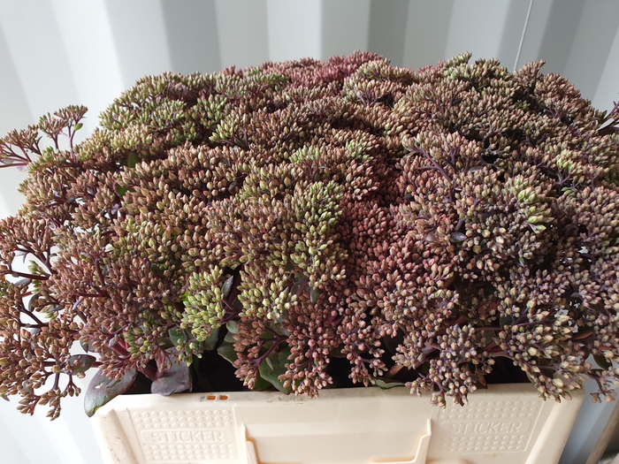 <h4>SEDUM MATRONA</h4>