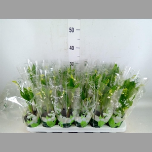 Convallaria majalis