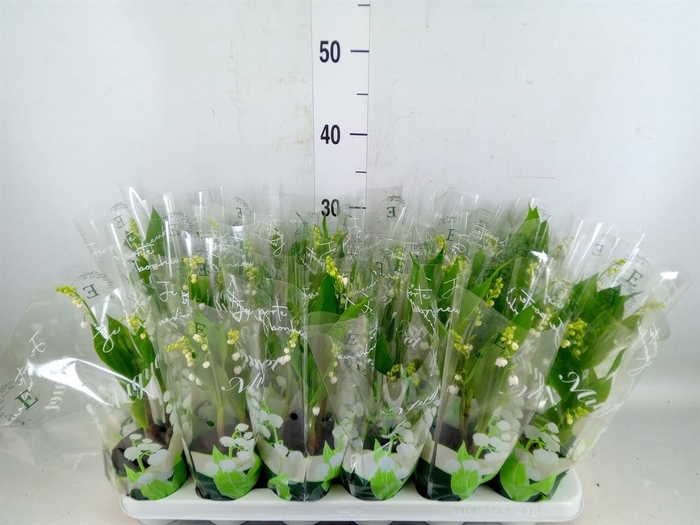 <h4>Convallaria majalis</h4>