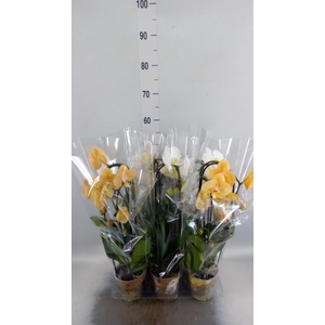 Phalaenopsis  'Elegant Cascade'