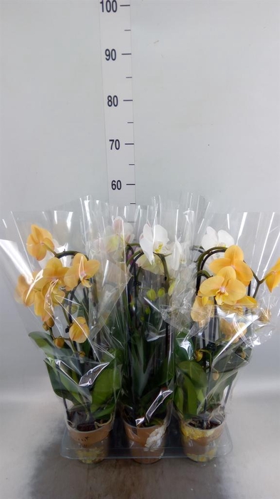 <h4>Phalaenopsis  'Elegant Cascade'</h4>