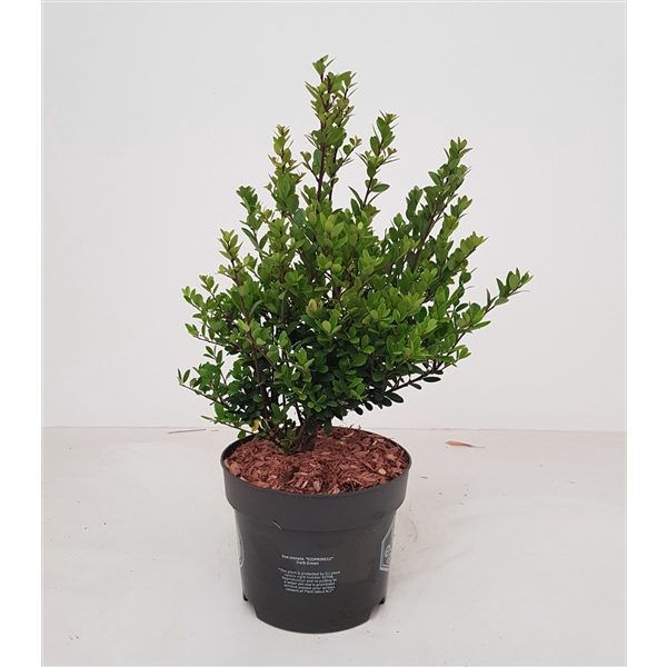 Ilex crenata Dark Green, P17, Struik 20-30cm