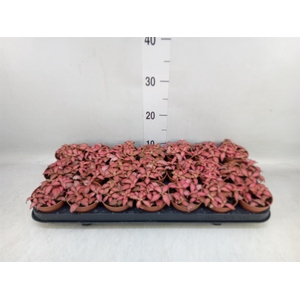 Fittonia verschaf. 'Forest Flame'