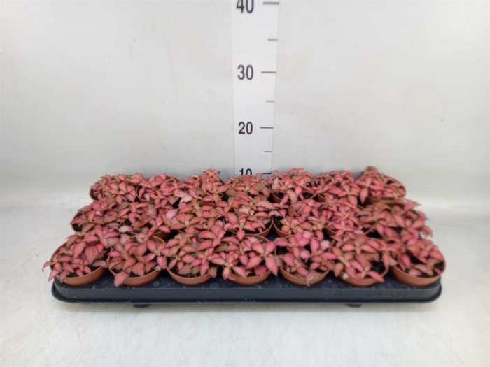 <h4>Fittonia verschaf. 'Forest Flame'</h4>