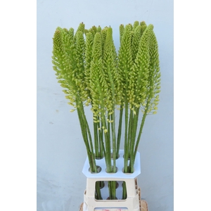 EREMURUS OV