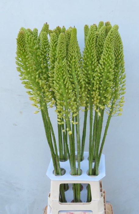 <h4>EREMURUS OV</h4>