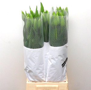 Tu Fr En Maureen Super