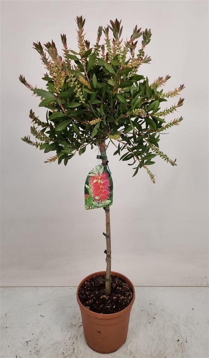 <h4>CALLISTEMON CITRINUS</h4>