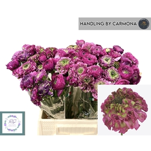 RANUNCULUS OV