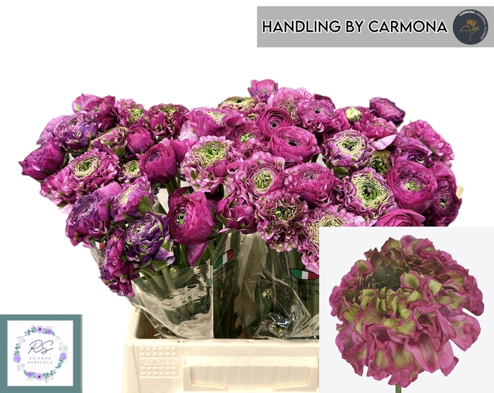 <h4>RANUNCULUS OV</h4>