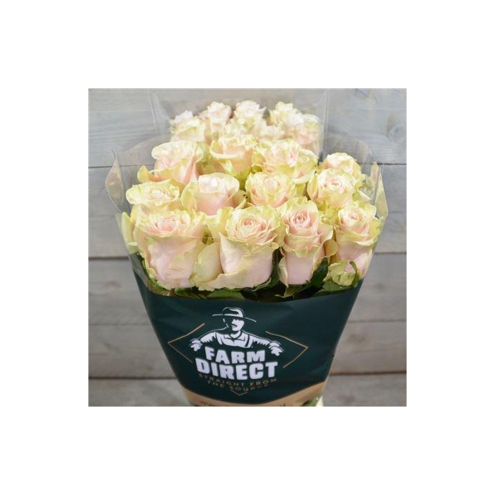 <h4>R Gr Pink Mondial</h4>