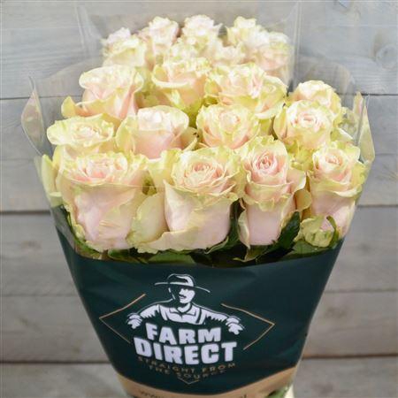 <h4>R Gr Pink Mondial</h4>