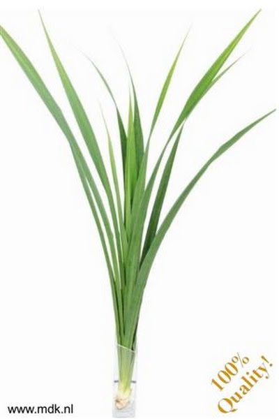 <h4>Pandanus Touffe Green MDK</h4>