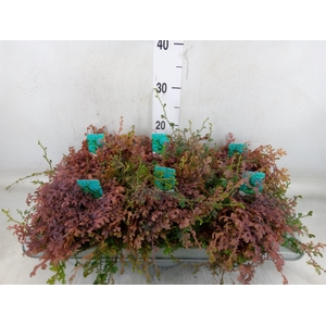 Selaginella uncinata 'Peacock'