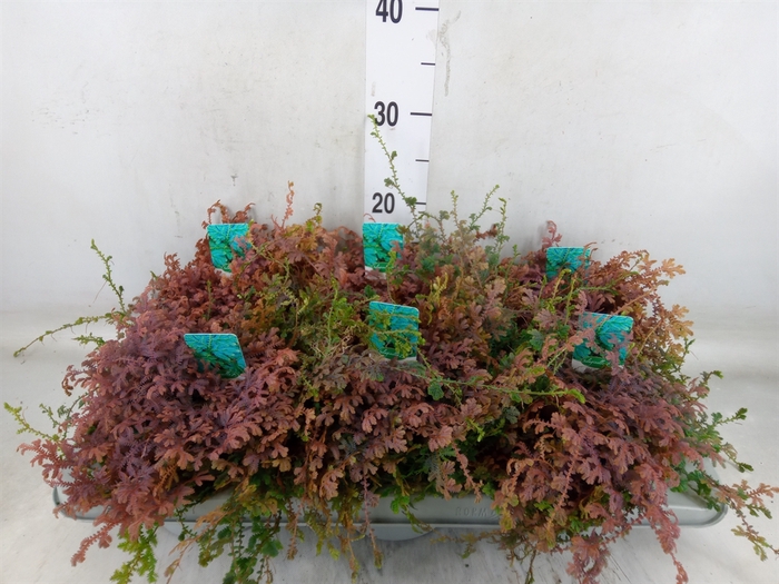 <h4>Selaginella uncinata 'Peacock'</h4>