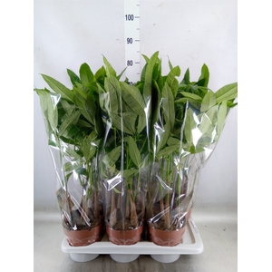 Pachira aquatica