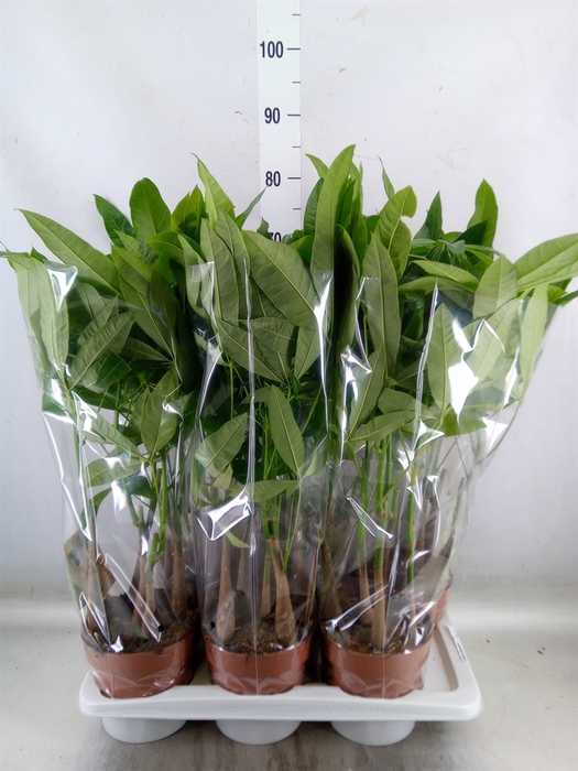<h4>Pachira aquatica</h4>