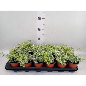 Hedera helix 'White Wonder'