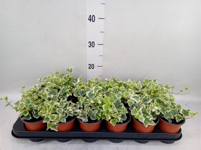 <h4>Hedera helix 'White Wonder'</h4>