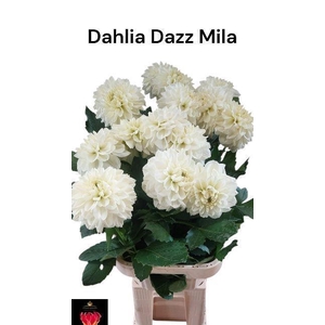 Dahlia Dazz Mila