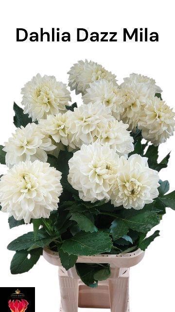 <h4>Dahlia Dazz Mila</h4>