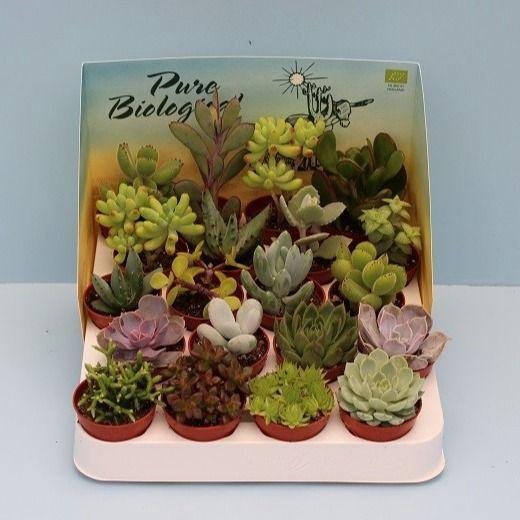 <h4>Bio Succulenten mix 219-SUCMIX20</h4>