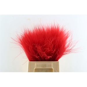 Dried Stypha Red(10 Toef) Bunch