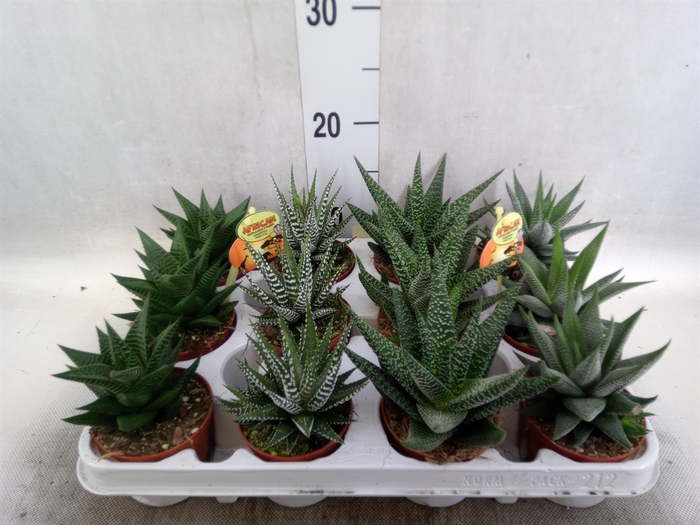 Haworthia   ...mix