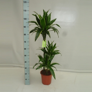 Dracaena fr de 'Art'