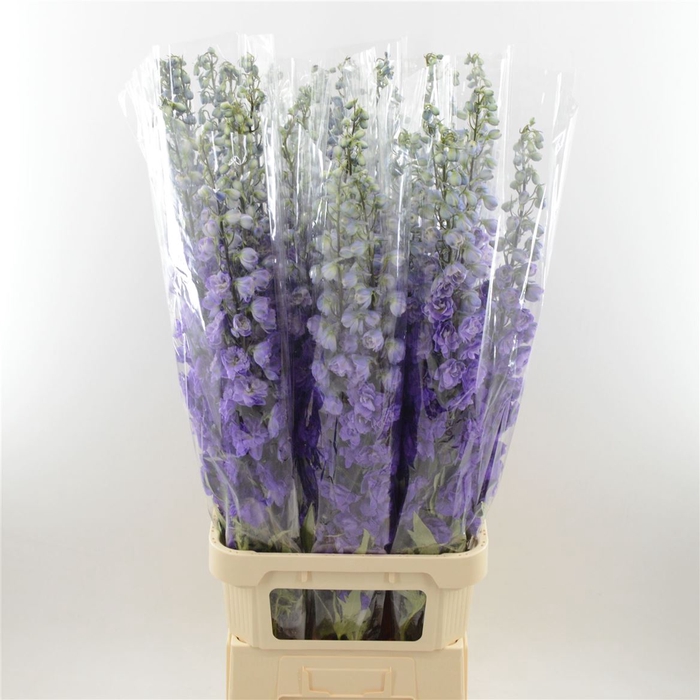 <h4>Delphinium Purple Heart</h4>