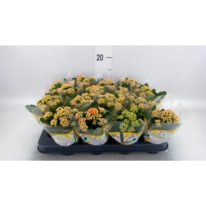 Kalanchoe blos. 'Calandiva Hawn'