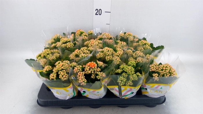 <h4>Kalanchoe blos. 'Calandiva Hawn'</h4>