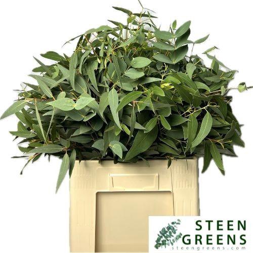 <h4>Euc Gem P Bos</h4>