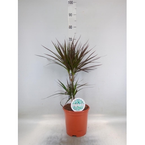 Dracaena marg. 'Magenta'