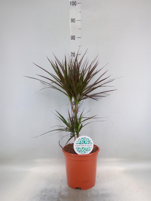 <h4>Dracaena marg. 'Magenta'</h4>