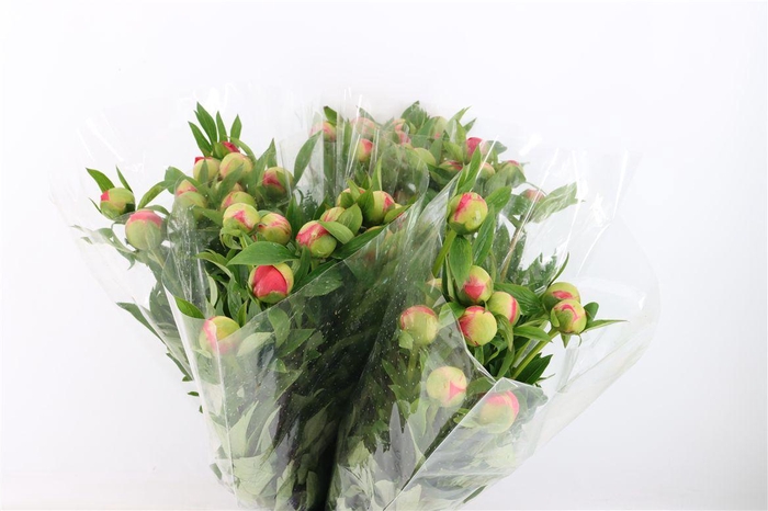 <h4>Paeo L Coral Charm</h4>