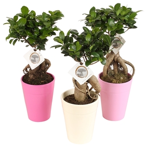 Ficus m. Ginseng pot ø12cm in ø14cm Pax Pink mix