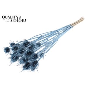 Cardi Distel Natural 10pc/bunch 55cm Metallic Blue