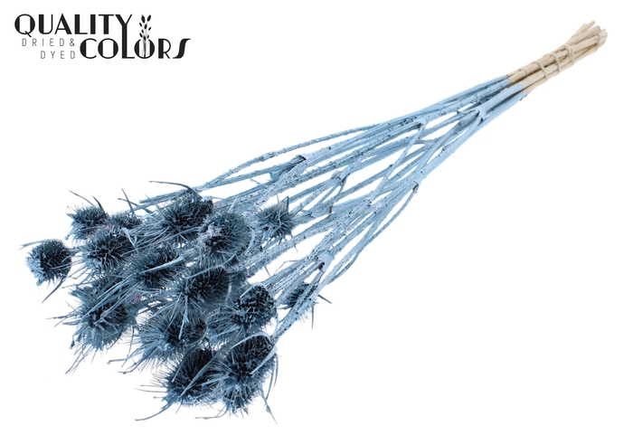 <h4>Cardi Distel Natural 10pc/bunch 55cm Metallic Blue</h4>