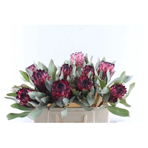 Protea Ruby Princess