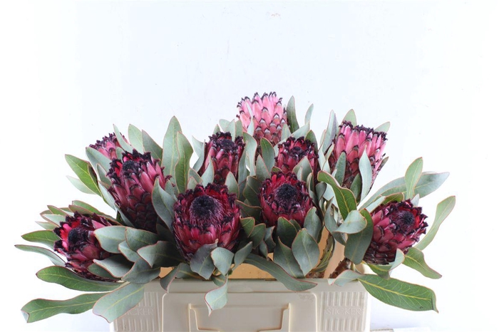 <h4>Protea Ruby Princess</h4>