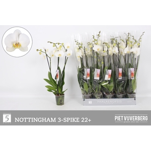 PHAL AN NOTTINGHAM