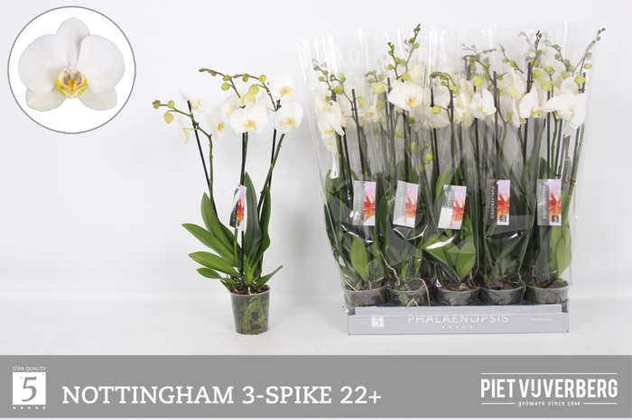 <h4>PHAL AN NOTTINGHAM</h4>