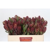 Leucadendron Senorita Spray