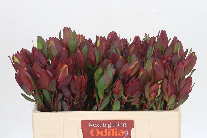 Leucadendron Senorita Spray