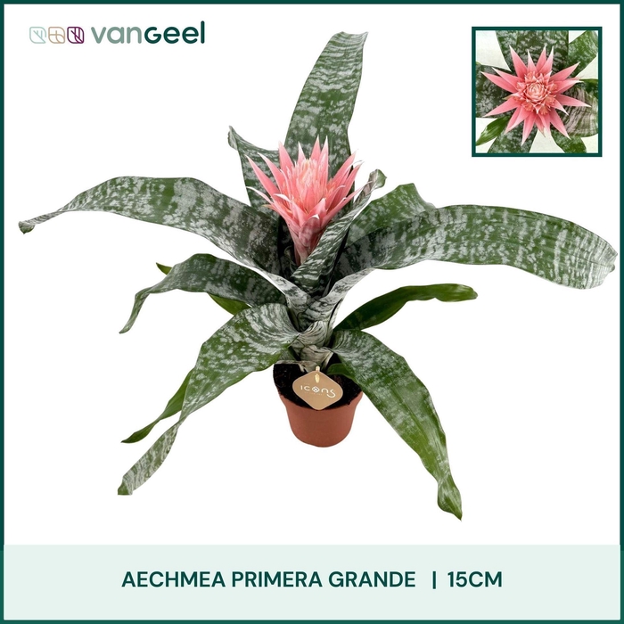 <h4>Aechmea fasciata 'Primera'</h4>