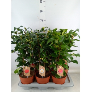 Camellia   ...mix 3