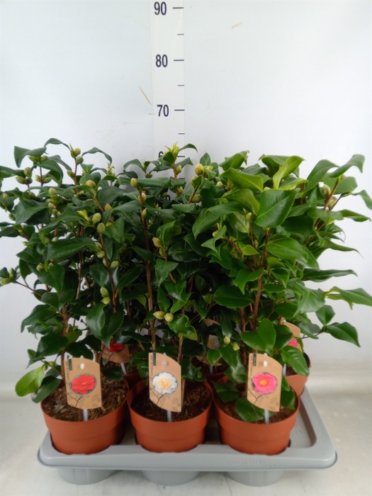<h4>Camellia   ...mix 3</h4>